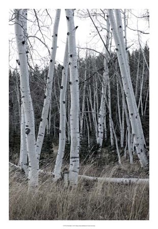 Pale Bark I by Danny Head art print