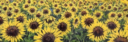 Girasoli (Detail) by Tebo Marzari art print