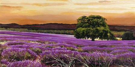 Campo di Lavanda by Valerio Sella art print