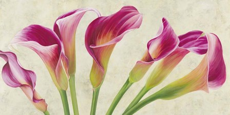 Calla Parade by Luca Villa art print