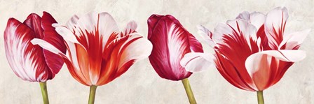 Gioiosi Tulipani by Luca Villa art print