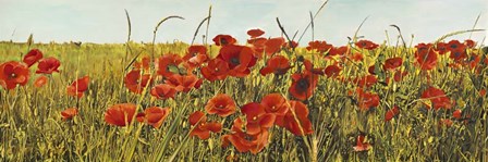 Poppy Field by Luca Villa art print