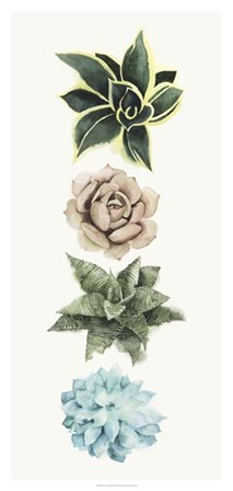 Row of Succulents I by Grace Popp art print