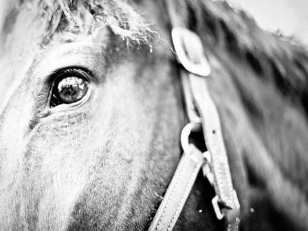 Horseback Riding by Susan Bryant art print