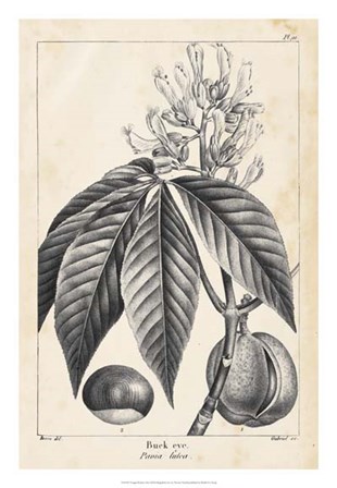 Vintage Buckeye Tree by Thomas Nuttall art print