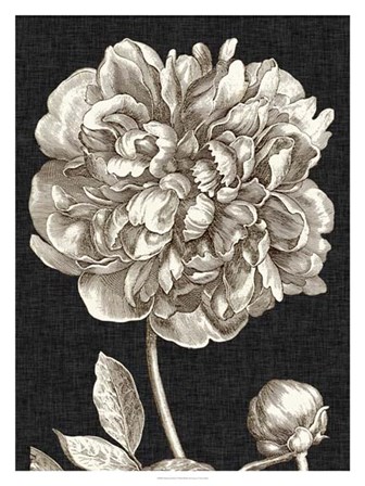 Dramatic Peony I by Vision Studio art print