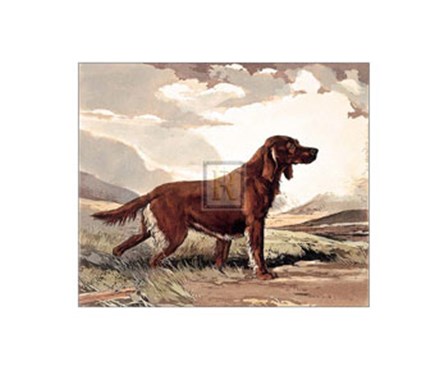 Irish Setter by Reuben ward Binks art print