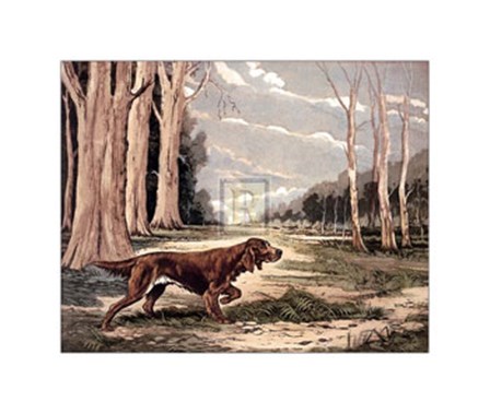 Red Setter (Lge) by Reuben ward Binks art print