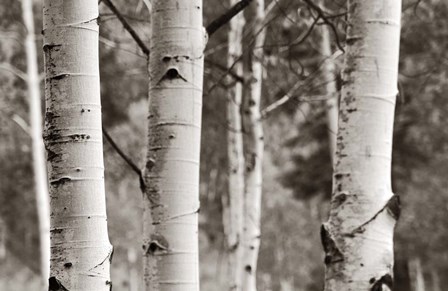 Aspens  IV by Debra Van Swearingen art print