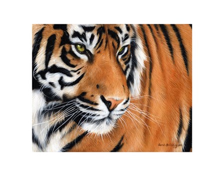 Tiger Crop by Sarah Stribbling art print