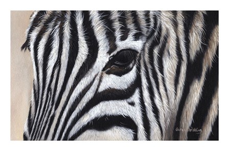 Zebra Eyes by Sarah Stribbling art print