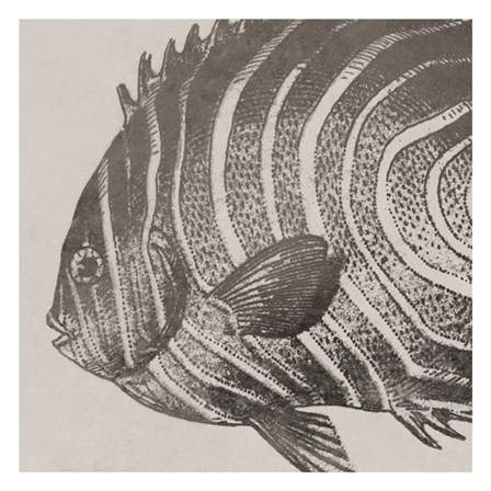 Vintage Fish II by Sparx Studio art print