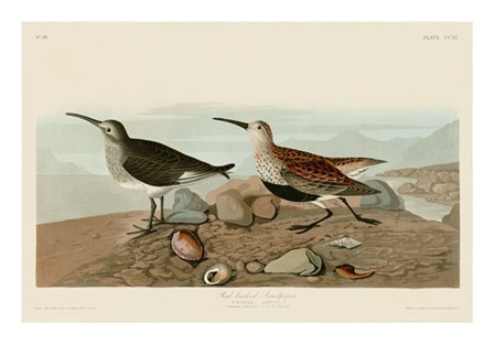 Red Backed Sandpiper by John James Audubon art print