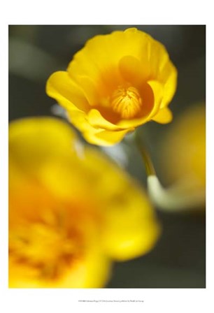 California Poppy I by Jonathan Nourock art print