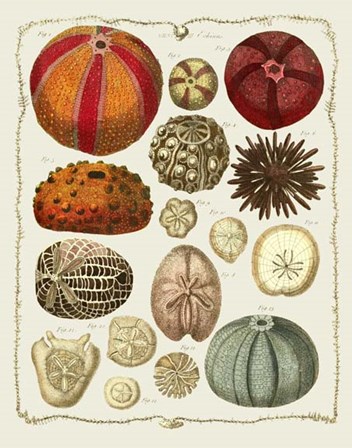 Starfish and Sea Urchins b by Fab Funky art print