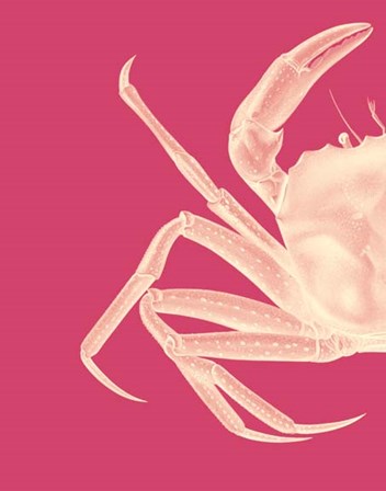 Contrasting Crab in Pink a by Fab Funky art print