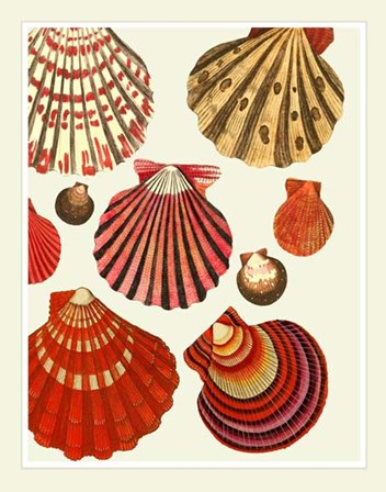 Red and Cream Clam Shells by Fab Funky art print