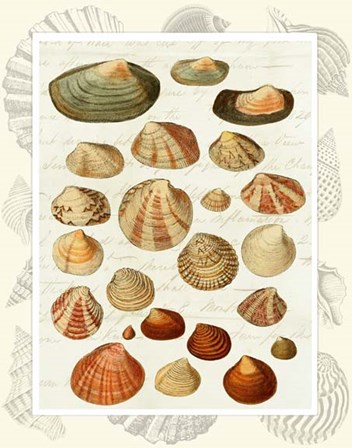 Shells on Vintage Script by Fab Funky art print