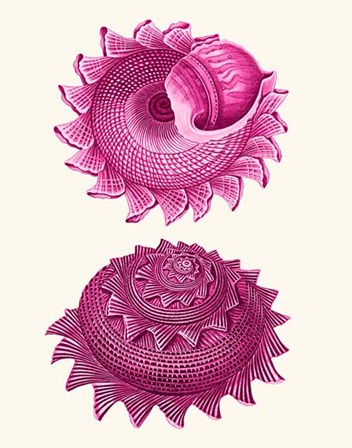 Pink Shells b by Fab Funky art print