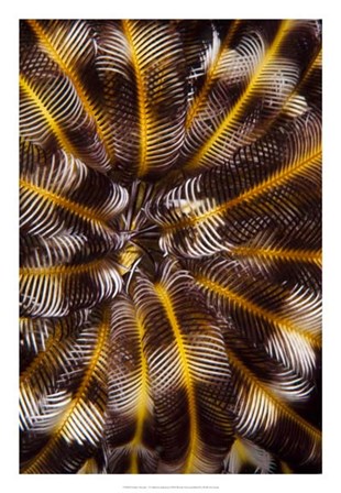 Feather Treasure - N. Sulawesi, Indonesia by Beverly Factor art print