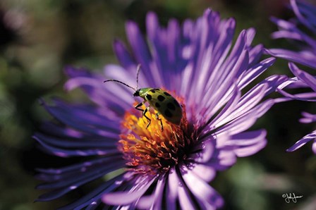 Purple Flower by John Jones art print