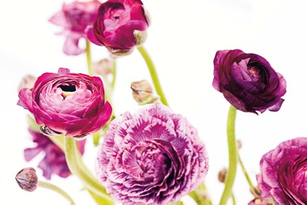 Spring Ranunculus IV by Laura Marshall art print