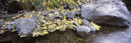 Pilot Creek , Humboldt County, California by Panoramic Images art print