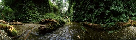 Fern Canyon, Redwood National Park by Panoramic Images art print