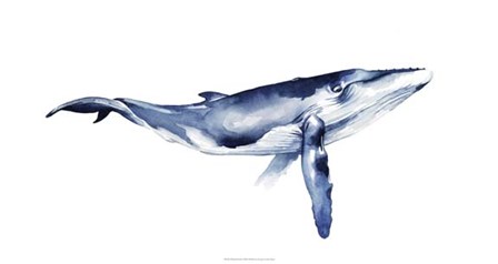 Whale Portrait I by Grace Popp art print