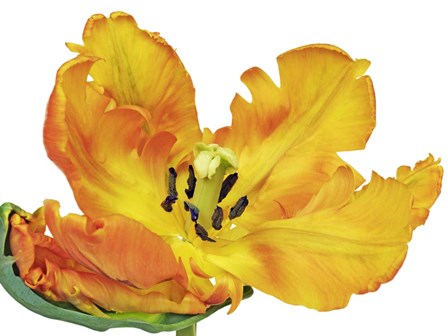 Parrot Tulip Close-Up by Frank Krahmer art print