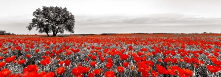 Tree in a Poppy Field 2 art print