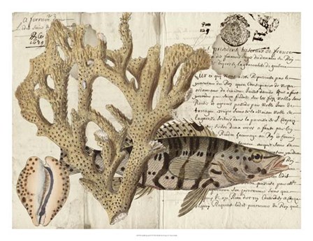 Sealife Journal II by Vision Studio art print