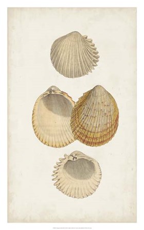 Antiquarian Shell Study II by Vision Studio art print