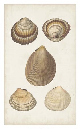 Antiquarian Shell Study III by Vision Studio art print