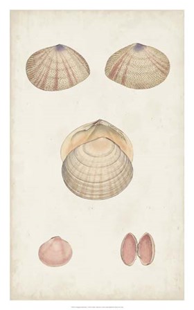 Antiquarian Shell Study V by Vision Studio art print