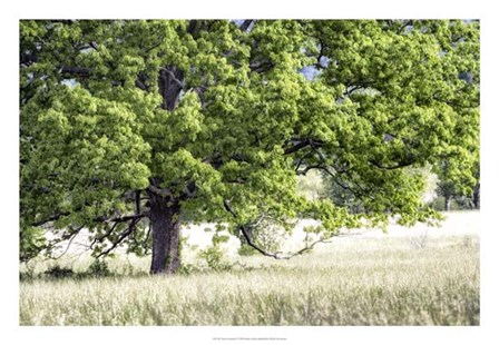 Tree in Summer by Danny Head art print