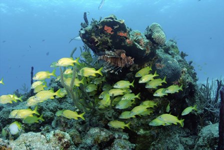 Reefscape with school of striped grunts by Amanda Nicholls/Stocktrek Images art print