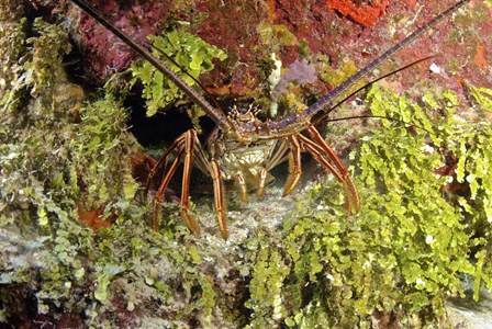 Spiny lobster hiding in the reef, Nassau, The Bahamas by Amanda Nicholls/Stocktrek Images art print