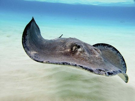 Female Southern Atlantic Stingray, Grand Cayman by Amanda Nicholls/Stocktrek Images art print