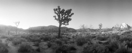 Joshua trees in a desert at sunrise, Joshua Tree National Park,California by Panoramic Images art print