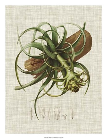 Elegant Tropicals V by Vision Studio art print