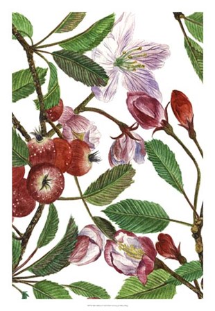 Malus Melliana I by Melissa Wang art print