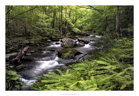 Fern Bank by Danny Head art print