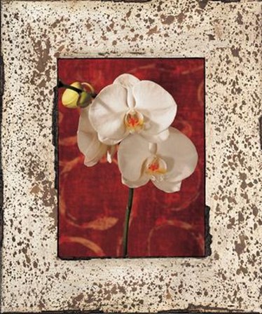 Orchids by John Seba art print