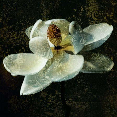 Magnolia II by John Seba art print