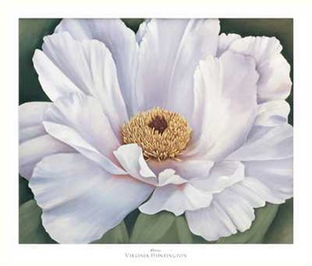 Virginia Huntington - Peony Size 39.75x34 by Virginia Huntington art print