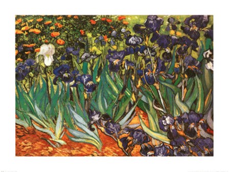 Irises in the Garden, Saint-Remy, c.1889 by Vincent Van Gogh art print