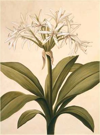 Lilies II by Virginia Huntington art print