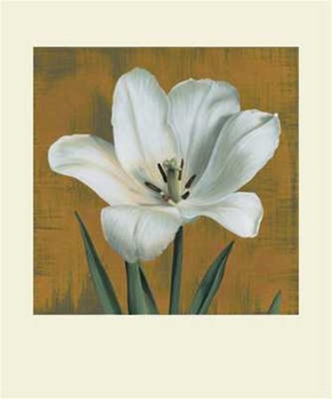 Tulipano by Andrea Trivelli art print