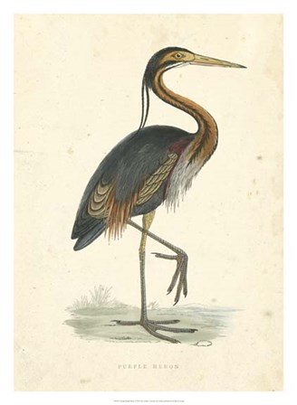 Vintage Purple Heron by Tom Morris art print